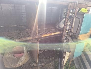 будка доя собаки: Кролятник железныйс кормушками есть одно родильное отделение.Четыре — 5