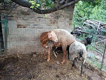 продаю животных: Продаю | Баран (самец) | Арашан | На забой, Для разведения — 2