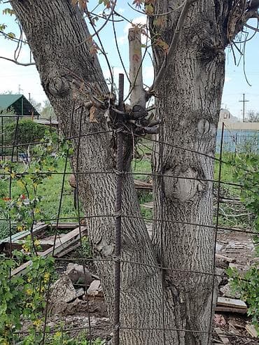 алмазное бурение сверление: Продам на свал орех с самовывозом — 5