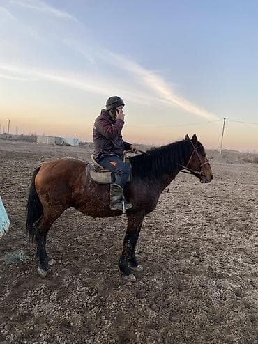 кальций для животных: 4 асый . Рост 165 Казан улак жана жер улак бар. Ортонун аты Буттары — 10