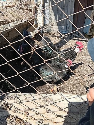 куплю собаку шпиц: Продаю | Петух | Для разведения — 1