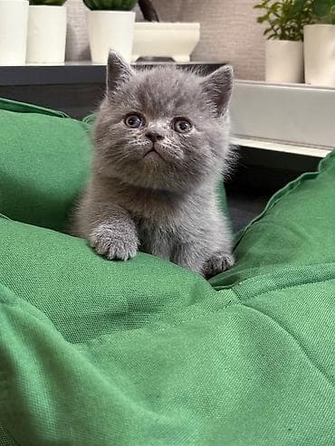Продажа кошек: Скотиш Страйт (Шотландская прямоухая), 2 месяца, Мальчик, Голубой, С документами — 2