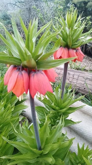 Дом и сад: Швея с опытом работы ишу нормальную работу стабильную своевременным — 1