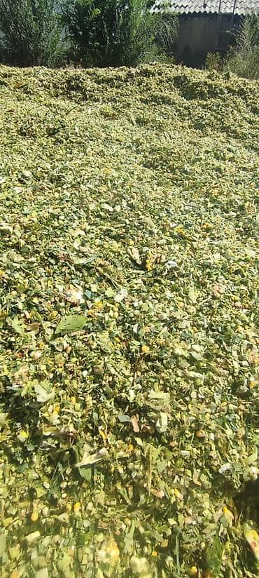 овес цена бишкек: 8.50сом. СИЛОС С ЗЕРНОМ. ХОРОШЕГО КАЧЕСТВА. С ПОГРУЗКОЙ — 3