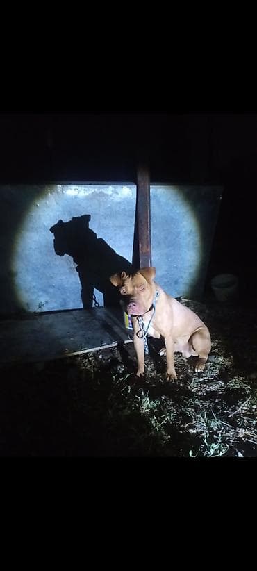 Услуги ветеринара: Питбуль, 8 месяцев, Самец — 1