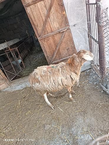 ягнята: Продаю | Овца (самка) | Для разведения — 1