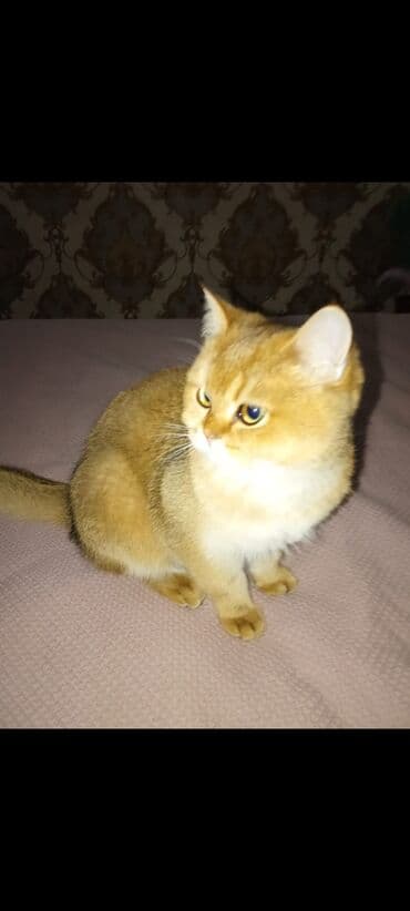 домик для котят: Британская короткошёрстная, 1 месяц, Девочка, Золотая шиншилла, С документами — 1