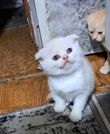 шотланская вислоухая кошка: Шотландские вислоухие котята (Scottish Fold) 1,5 месяца Поведение и — 5