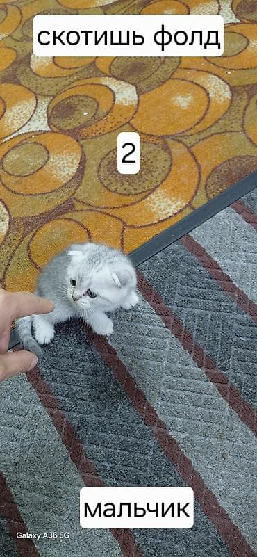 ищу котят: Продаются котята Шотланской породы, в помете 4 котенка 3 девочки и 1 — 10