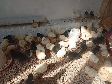 карликовой кури: Продаю | Цыплята | Несушки — 5