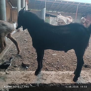 собаки рынок в бишкеке цены: Продаю | Козёл (самец), Козлёнок | Нубийская, Битал | Для разведения | Племенные — 2