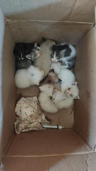 вязка коты: Котята разных окрасов Бесплатно в добрые руки бесплатно — 1