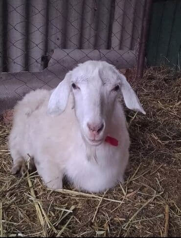 домашние птицы: Продаю | Козёл (самец) | Битал, Зааненская | Для разведения — 13