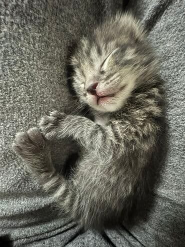 tuxedo порода кошек цена: Кошка даром: Беспородная, 1 месяц, Девочка — 3