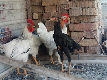 бролерные куры: Продаю | Петух | Бойцовая | Для разведения — 4