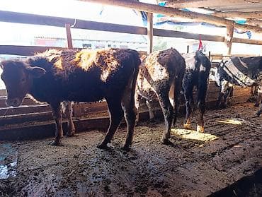 Башка жаныбарлар: Сатам | Кунаажын | Аргын, Швиц, Симментал | Көбөйтүү үчүн, Сүт алуу үчүн — 1