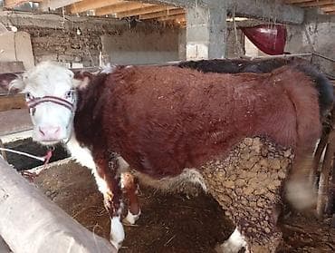 кой парода: Продаю | Тёлка | На откорм | Привязанные — 1