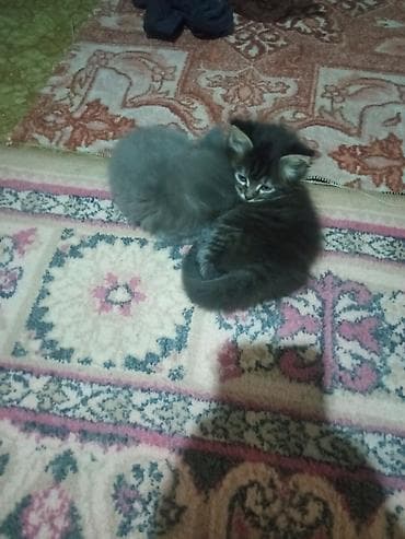 отдам котят в добрые руки: Отдадим котят чистые окуратнее домашние в добрые хорошие руки 3 — 2