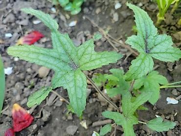 Продаю: - хоста Джун - 2 деленки 650сом - хоста Огненный Остров — 3