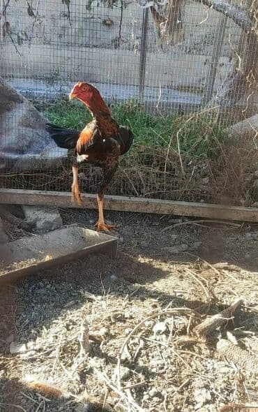 продажа щенков немецкой овчарки с документами в бишкеке: Сатам | Короздор, Балапандар | Тебиштирүүчү, Дакан | Көбөйтүү үчүн, Тебиштирүү үчүн — 1