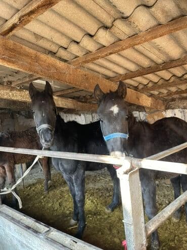 сколько стоит сиамская кошка в сомах: Продаю | Жеребенок | Для разведения | Племенные — 4