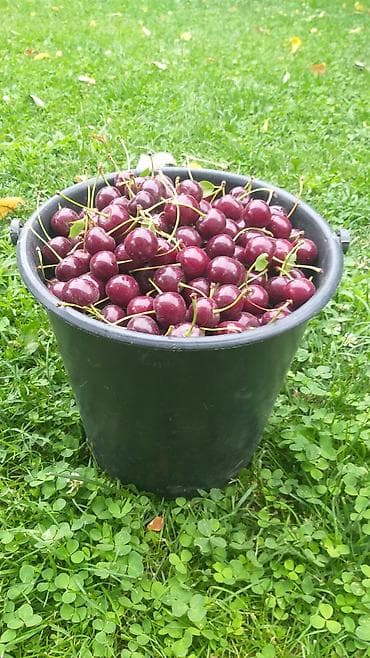 скупка рыбы: Вишня В розницу — 1