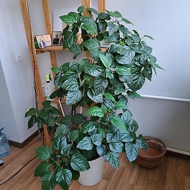 Уход за растениями: Комнатные растения в горшках 1) Гибискус (китайская роза) - Крупный — 1