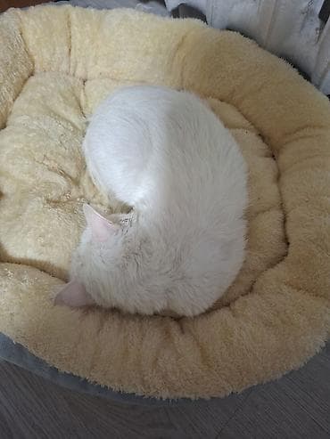 коша: Кошка даром: Беспородная, 2 года, Мальчик, С прививками — 1