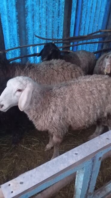 ко шамо куры: Продаю | Овца (самка) | Для разведения | Матка — 6