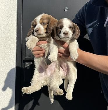 ало тоо: Щенки спаниеля (похожие на бретонского эпаньоля) с рыже-белым окрасом — 3