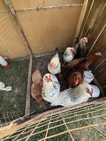 животные птицы: Куры 🐔 возраст 6 месяцев — 2