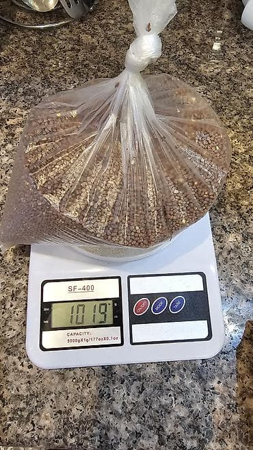 черная редька купить: Семена микрозелени редьки ~1 кг Семена чистые, дают дружные всходы и — 2