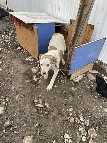 купить колли собаку: Собака средних размеров 3 месяца короткошёрстная, белая с рыжими — 1