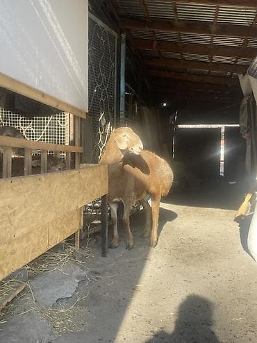 уй сатып алам бишкек: Сатам | Козу, Кочкор (эркек) | Арашан | Көбөйтүү үчүн | Жасалма жол менен боозутуу — 2