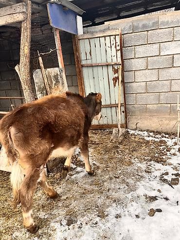 торпое: Продаю | Тёлка | На откорм, Для разведения, Для молока | Отела не было — 8