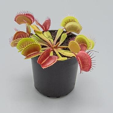 Дом и сад: Венерина мухоловка (Dionaea muscipula) в горшке - Хищное комнатное — 2