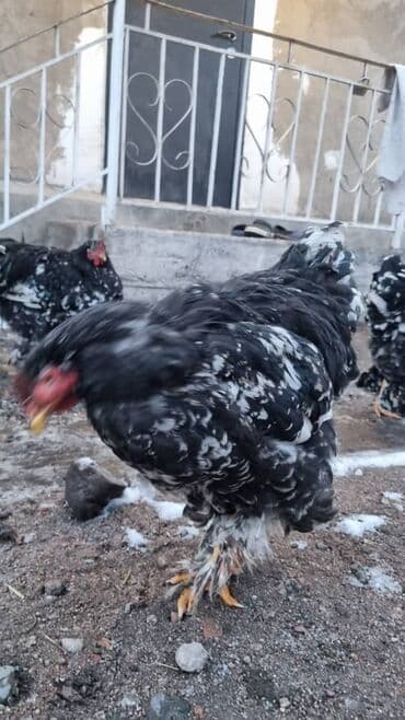 купить индюшат цена бишкеке: Мраморный Кохин — 2