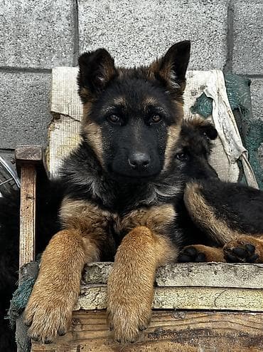 щенок овчарки цена: Немецкая овчарка, 2 месяца, Самка — 1