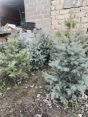 голубой елка: Ель (голубая/сербская, хвойные с голубовато‑серой хвоей) для — 2