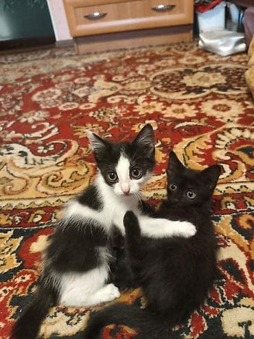 американская кошка: Отдаем котят в добрые руки — 1