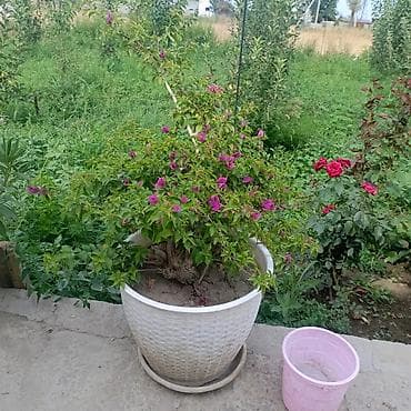 Бугенвиллея и олеандр в декоративных кашпо - Разновидности at lalafo.kg Бугенвиллея и олеандр в декоративных кашпо - Разновидности