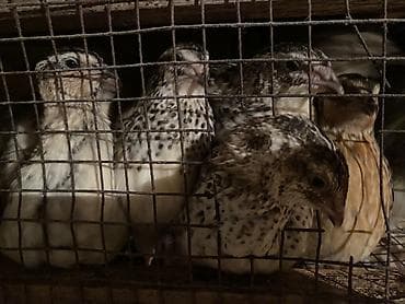 Ветеринар кызматы: Перепела (молодняк, разные окрасы) - Породы/окрасы: дикий (темный — 1