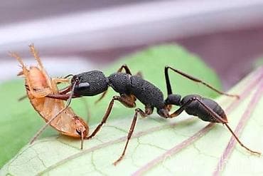 мурави: Продаю муравьев Harpegnathos venator — 1