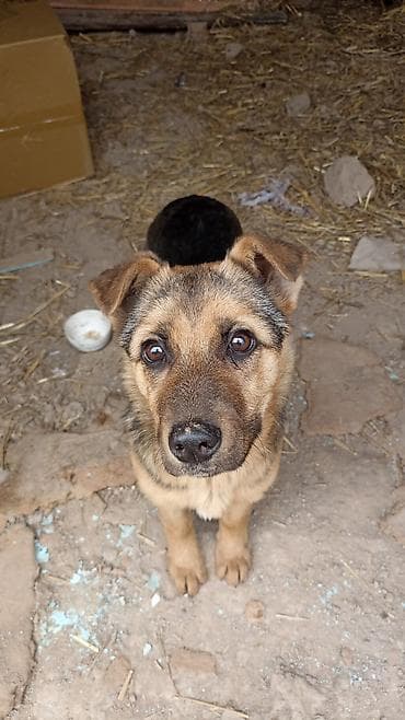 коне корсе: Немецкая овчарка, 3 месяца, Самец — 1