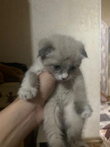 вислоухая кошка: Скотиш Фолд (Шотландская вислоухая), 5 месяцев, Девочка, Серый, Приучена к лотку — 1