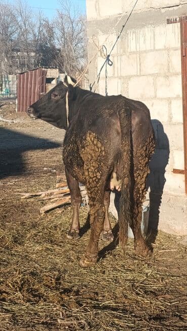 коозу сатылат: Шивец уй сатылат экинчисин туйт буйруса 8айга жакын боз желим салып — 6