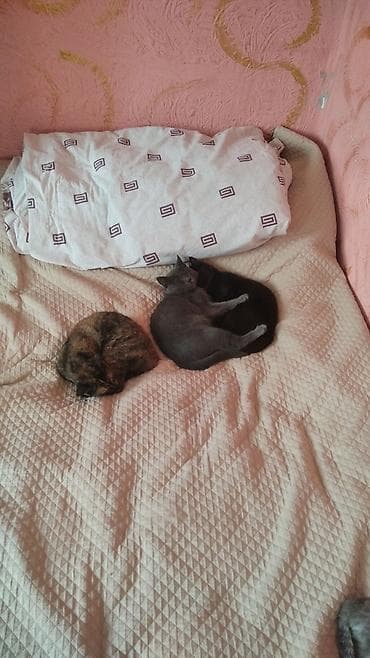 голубая шотландская кошка: Котята и молодые кошки разных окрасов - Несколько малышей из одного — 10