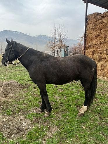 Айыл-чарба жаныбарлары: Сатам | Байтал | Жумушка | Асыл тукумдуу — 2