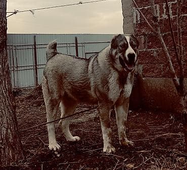 Собаки: Собака крупной породы (тип алабая/волкодава). Вязка Вязка по? — 6