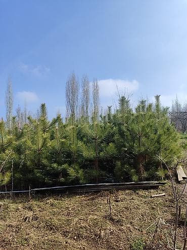 Продается Сосна крымская – это хвойное дерево, которое часто